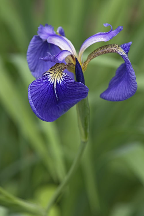 Image of beachhead iris