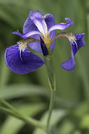 Image of beachhead iris