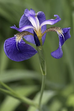 Image of beachhead iris