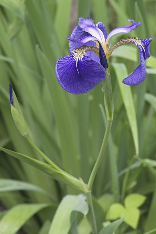 Image of beachhead iris