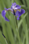 Image of beachhead iris