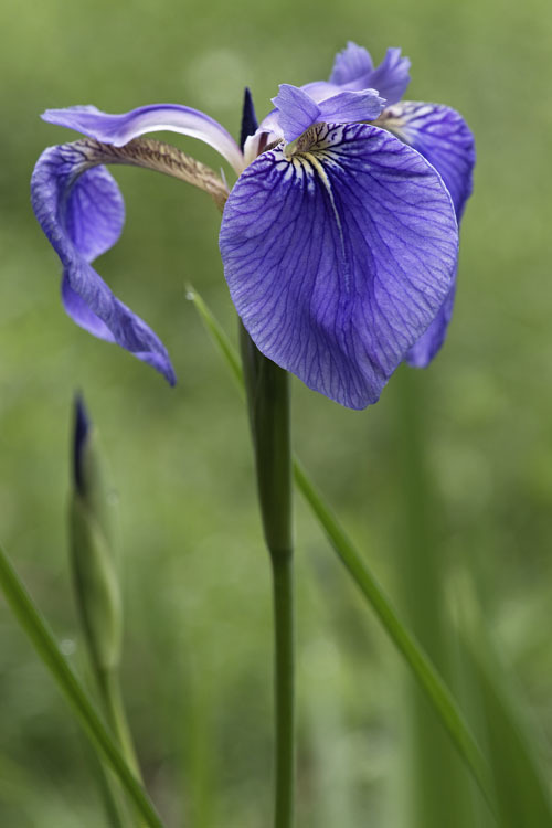 Image of beachhead iris