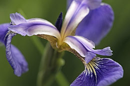 Image of beachhead iris