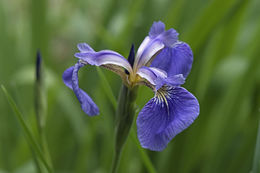 Image of beachhead iris