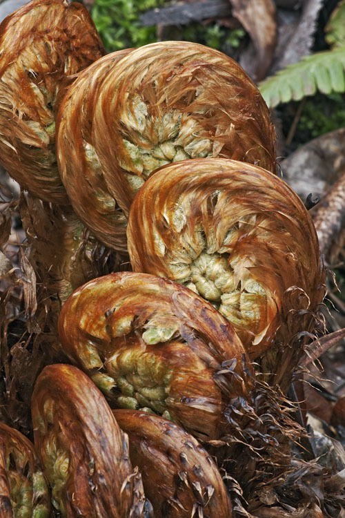 Image of Dryopteris crassirhizoma Nakai