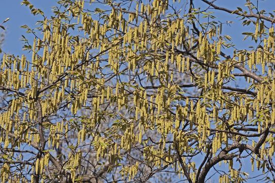 Image of Sawa Hornbeam