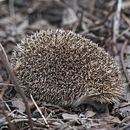 Image of Amur Hedgehog