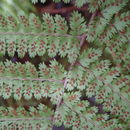 Image de Athyrium microphyllum (Sm.) Alston
