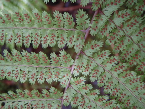 Imagem de Athyrium microphyllum (Sm.) Alston