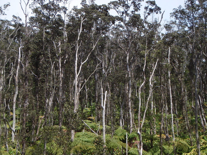 Imagem de Metrosideros polymorpha Gaud.