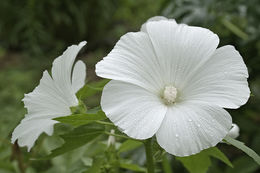 Image of common mallow