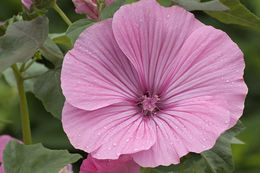 Image of common mallow