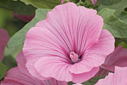 Image of common mallow