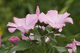 Image of common mallow