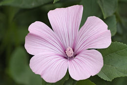 Image of common mallow