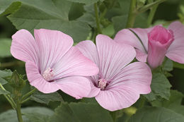 Image of common mallow