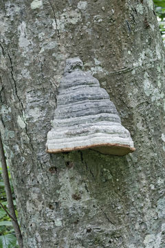 Image of Fomes fomentarius (L.) Fr. 1849