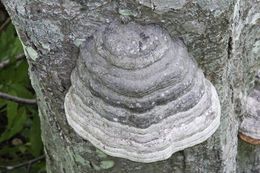 Imagem de Fomes fomentarius (L.) Fr. 1849