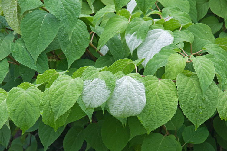 Image of silver vine