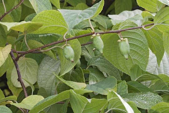 Image de Actinidia polygama (Siebold & Zucc.) Maxim.