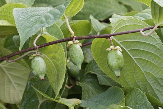 Image of silver vine