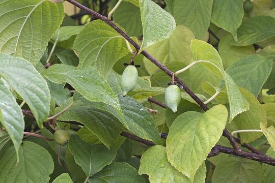 Image de Actinidia polygama (Siebold & Zucc.) Maxim.