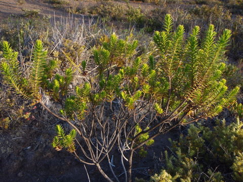 Image of lava dubautia