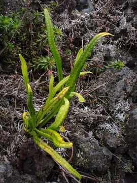 Lepisorus thunbergianus (Kaulf.) Ching的圖片