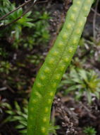 Image of Weeping Fern