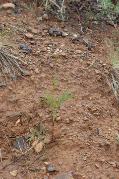 Image of Engelmann's desertparsley