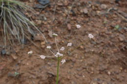 Image of Engelmann's desertparsley