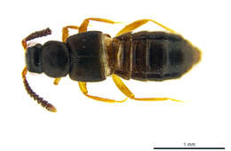 Image of False Lomechusini