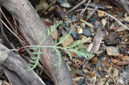 Image of Engelmann's desertparsley