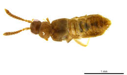 Image of False Lomechusini