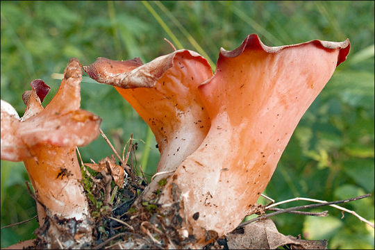 Image of Guepinia helvelloides (DC.) Fr. 1828