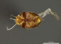 Image of Nossidium