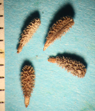 Image of bur chervil