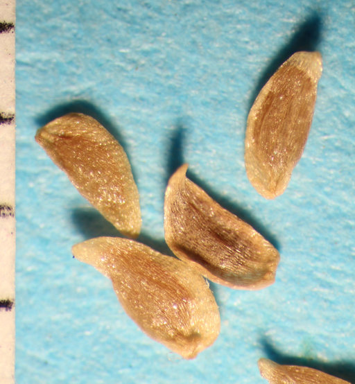 Image of <i>Gentiana affinis</i> var. <i>ovata</i>