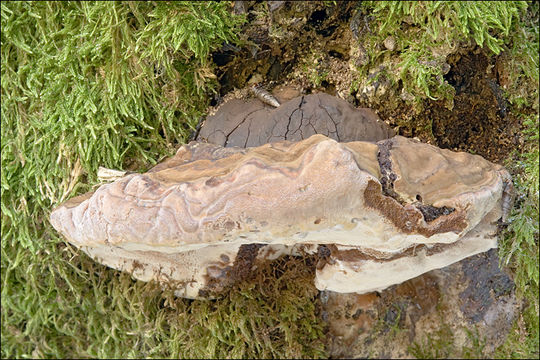 Imagem de Ganoderma australe (Fr.) Pat. 1889