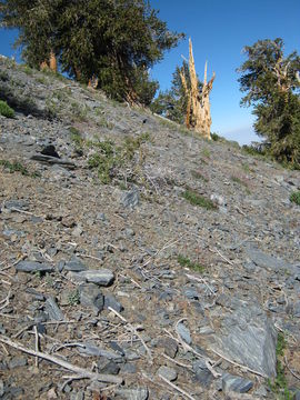 Image of alpine bedstraw