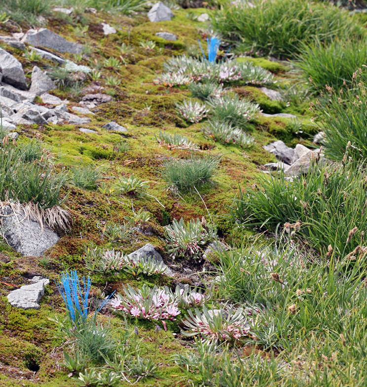 Image of Truckee lewisia