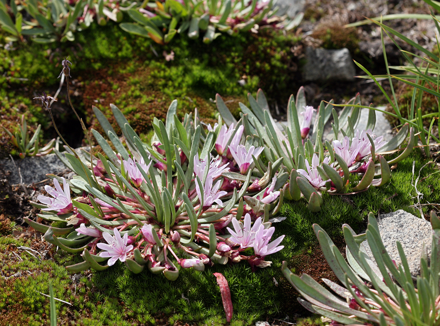 Image of Truckee lewisia