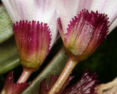 Image of Truckee lewisia