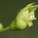 Scrophularia oregana Pennell resmi