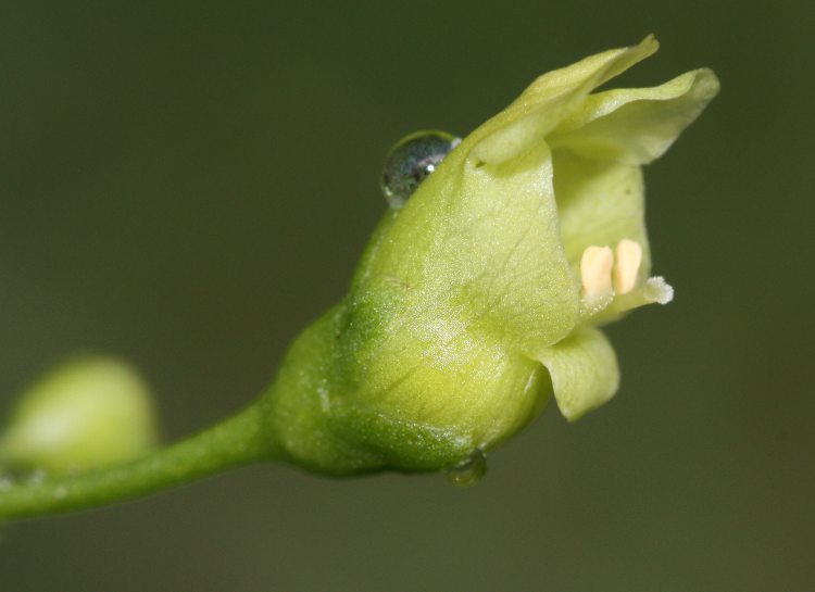 Imagem de Scrophularia oregana Pennell