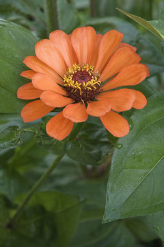 Image of ELEGANT ZINNIA