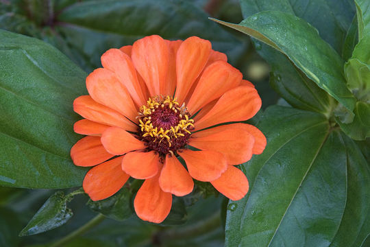 Image of ELEGANT ZINNIA