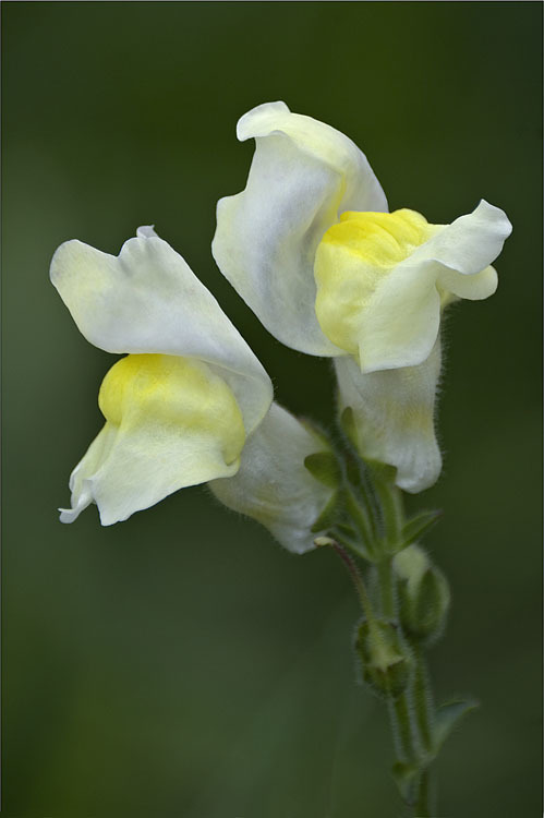 Image of garden snapdragon