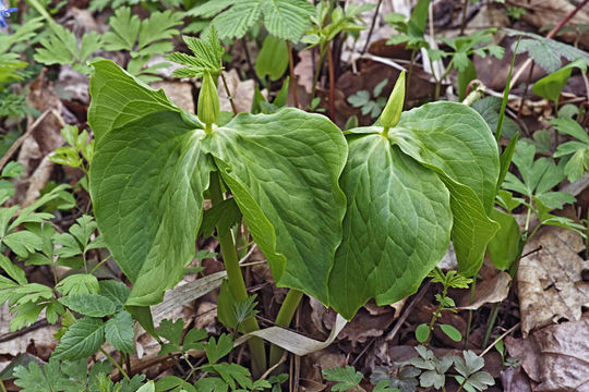 Image of Trillium camschatcense Ker Gawl.