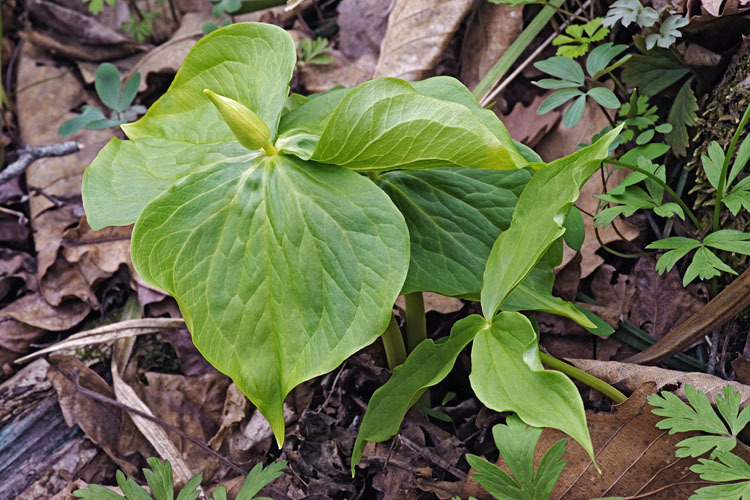 Image of Trillium camschatcense Ker Gawl.